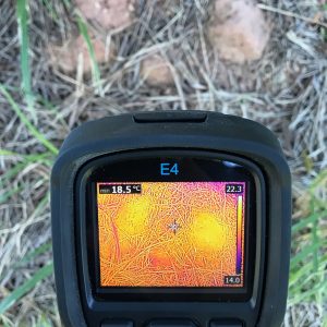 Thermal Termite Detection Yeppoon